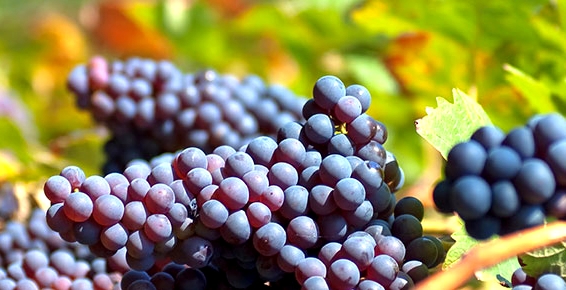 grapes (1).jpg