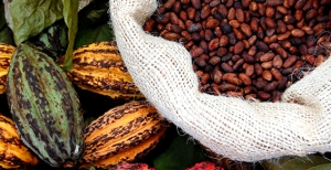 cacao-beans.jpg